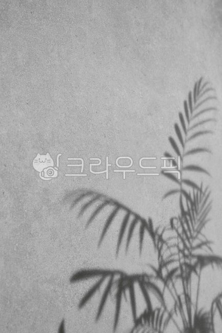 minimal,background,shadow,plant,sunlight,texture,wall,nature,미니멀,배경,그림자,식물,햇빛,질감,벽,자연,인테리어,빛,interior,light,clean,modern,abstract,design,natural,soft,aesthetic,calm,elegant,lifestyle,silhouette,leaf,surface,organic,neutral,home,smooth,daylight,fresh,composition