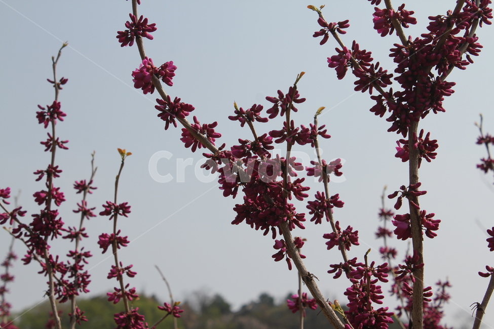 자연,식물,풍경,꽃,봄풍경,아름다움,식물,자연,plants,nature,꽃,flower
