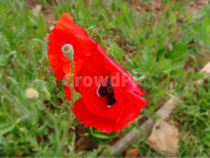 개양귀비,꽃,식물,붉은색,레드,자연,식물,자연,plants,nature,꽃,flower