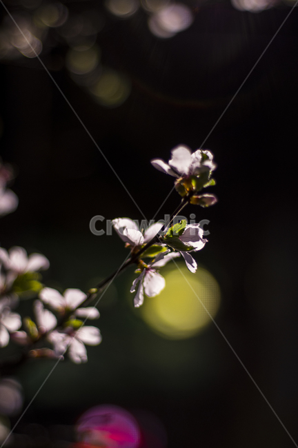 plant,식물,flower,꽃,blossom