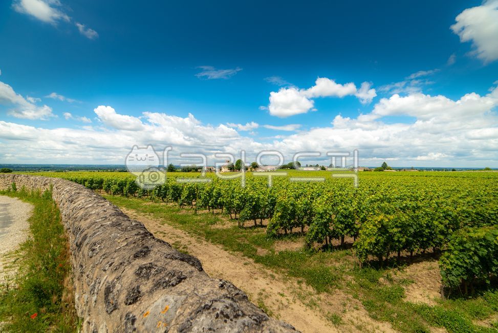 유럽,europe,프랑스,france,생떼밀리옹,saintémilion,saintemilion,와인마을,winevillage,세계문화유산,worldheritage,포도밭,vinyard,wine,와인,보르도,보르도와인,bordeaux,bordeauxwine,프랑스남부,마을,villige,감성,느낌,경치,landscope,자연,nature