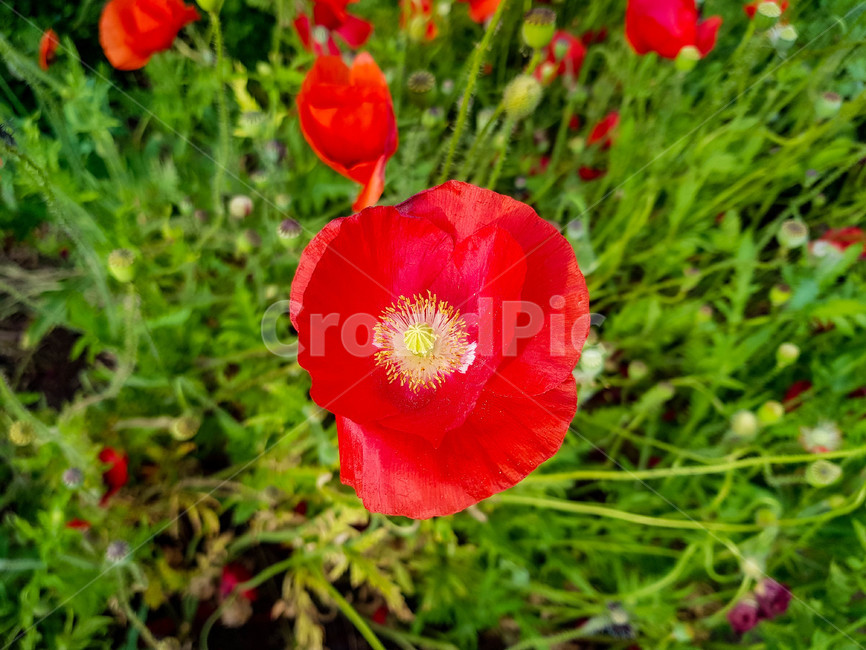 꽃,식물,개양귀비,자연,휴식,힐링,flower,plant,nature,감성,emotion,봄,spring,rest,healing,빨강