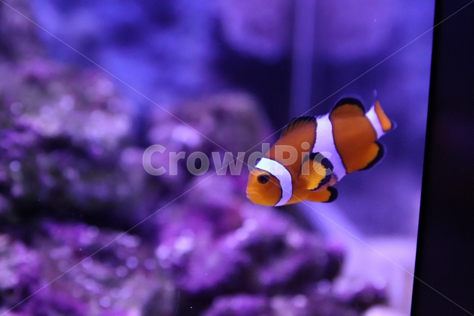 amphiprion,양서류,sealife,해양생물,animal,동물,fish,물고기,니모,주황,줄무늬,바다,귀여운,흰색,검은색