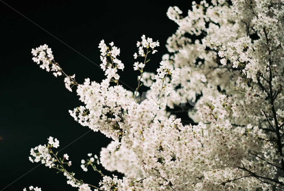 필름사진,벚꽃,밤벚꽃,꽃놀이,꽃,봄,계절,spring,season,식물,자연,plants,nature,꽃,flower,감성,sensible,feeling,plant,blossom,cherry blossom