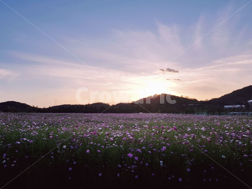 꽃,하늘,해질녘,노을,산,코스모스,가을,자연,풍경,nature,landscape