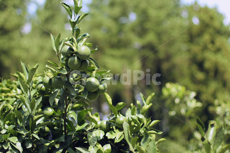 제주,감귤,귤나무,감성사진,초록귤,식물,자연,plants,nature