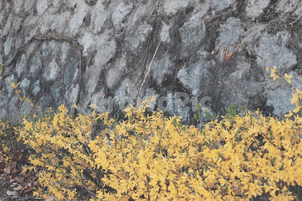 개나리,꽃,담벼락,봄,식물,자연,봄,계절,spring,season,식물,자연,plants,nature,꽃,flower,plant