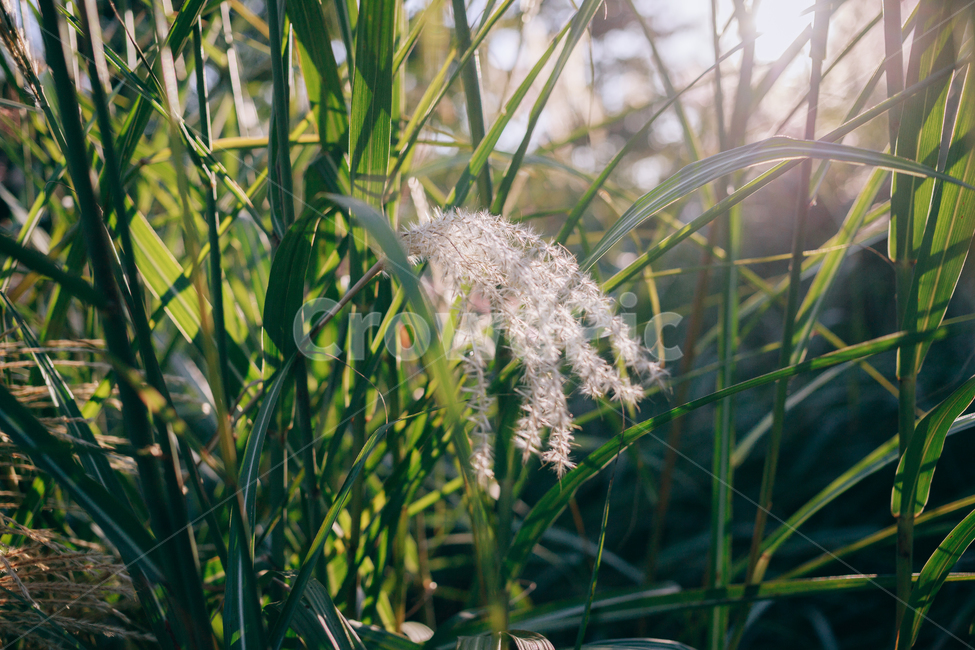 가을,갈대,햇살,햇볕,자연,풀,풀잎,잎사귀,가을,계절,fall,autumn,season,식물,자연,plants,nature,plant,flower,꽃,blossom