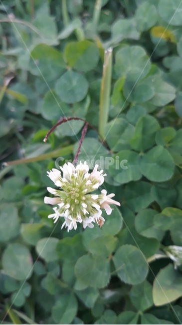토끼풀,네잎클로버,토끼풀꽃,클로버꽃,클로버,꽃,식물,자연,plants,nature,꽃,flower