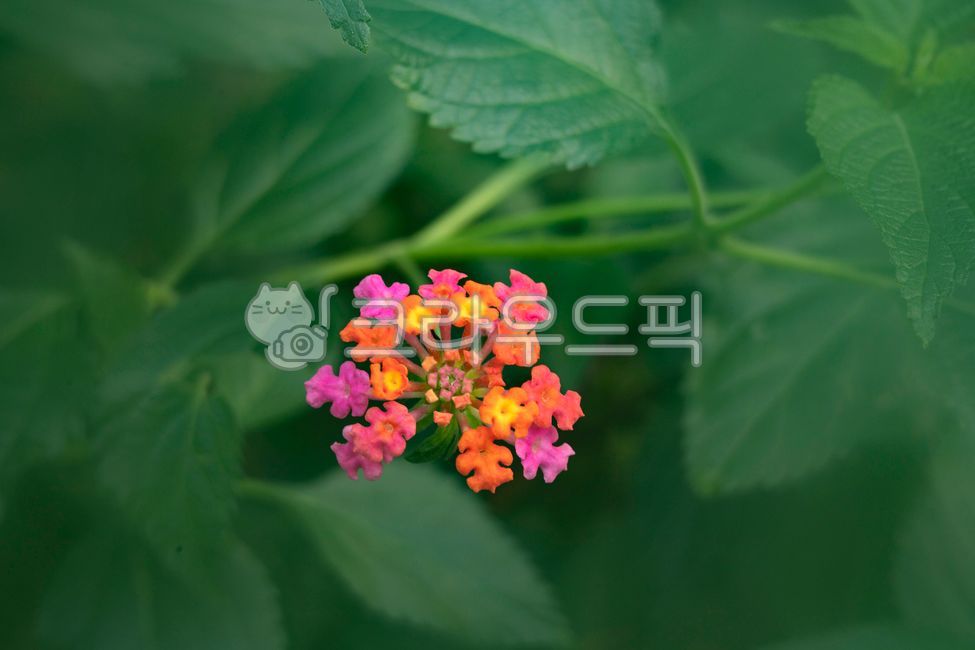 란타나,쌍떡잎,식물,마편초과,관목,꽃,잎사귀,녹색,초록,타원형,lantana,핑크빛,아름다운,자연,plant