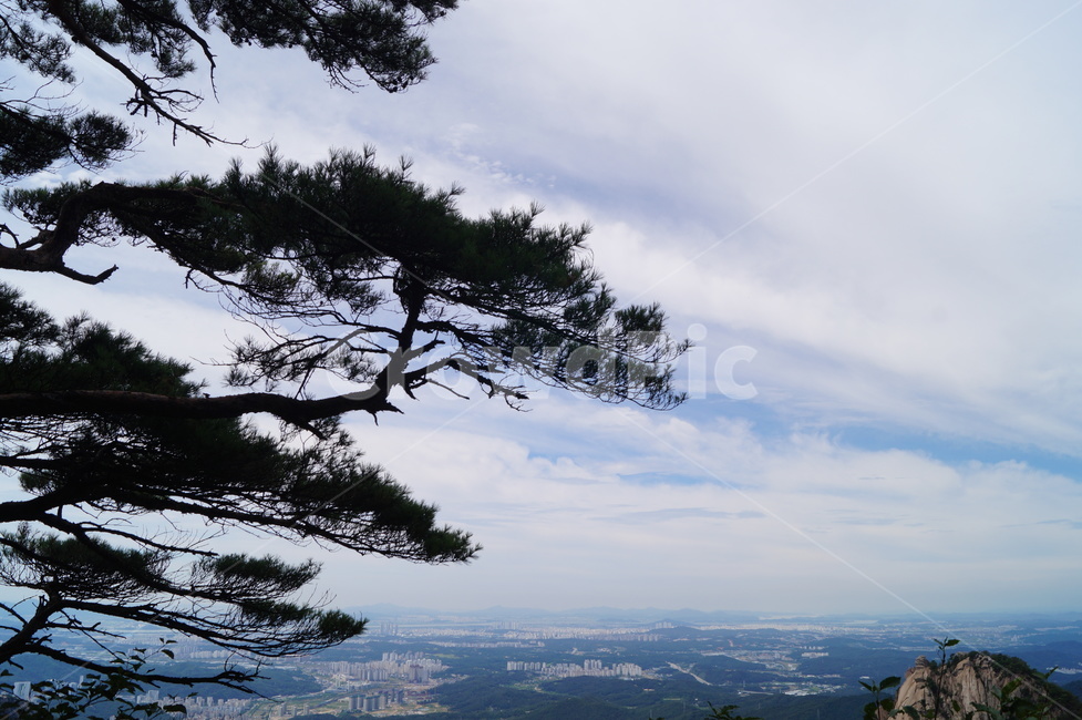 tree,나무,nature,자연,landscape,경치,풍경