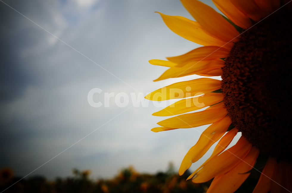 해바라기,접사,노란색,비네팅,여름,늦여름,식물,자연,plants,nature,꽃,flower