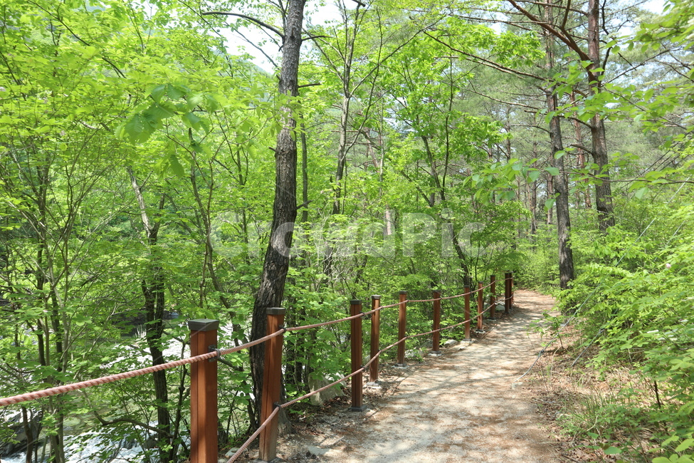 운문사,사리암,청도,산책길,산책,산,거리,산책로,등산,나무
