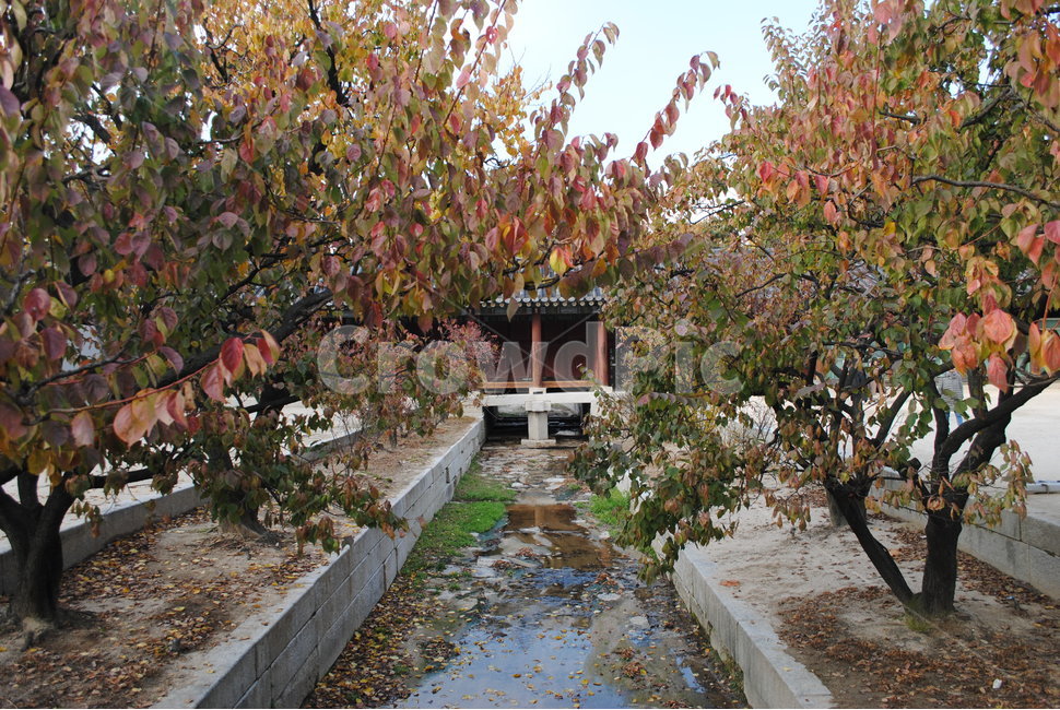창경궁,가을,단풍,낙엽,changgyeonggung,palace,falll,옥외,자연,yard,마당,가을,계절,fall,autumn,season