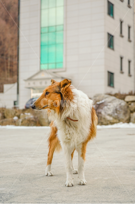 개,강아지,콜리,보더콜리,노견,동물,animal,포유류,mammal,개,강아지,dog,doggy
