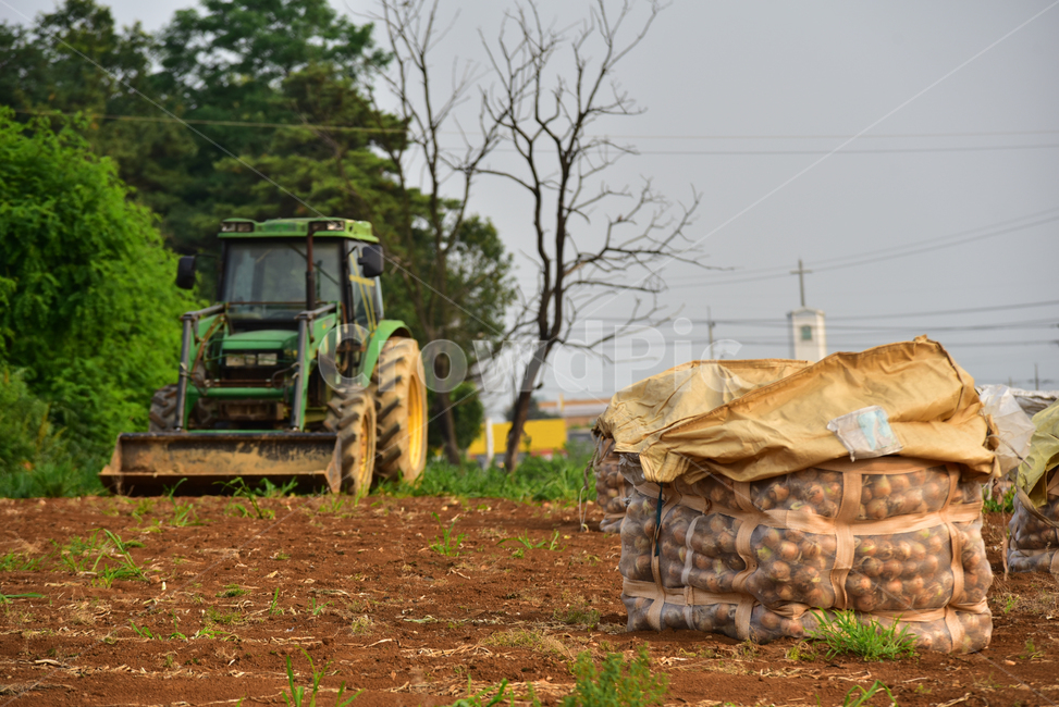 양파,양파수확,양파밭,양파농사,트랙터,농사,농촌,밭,톤백,onionfield,farming,field,onion,tractor,산업,industry,industrial,농업,농사,agriculture,farming,farming industry