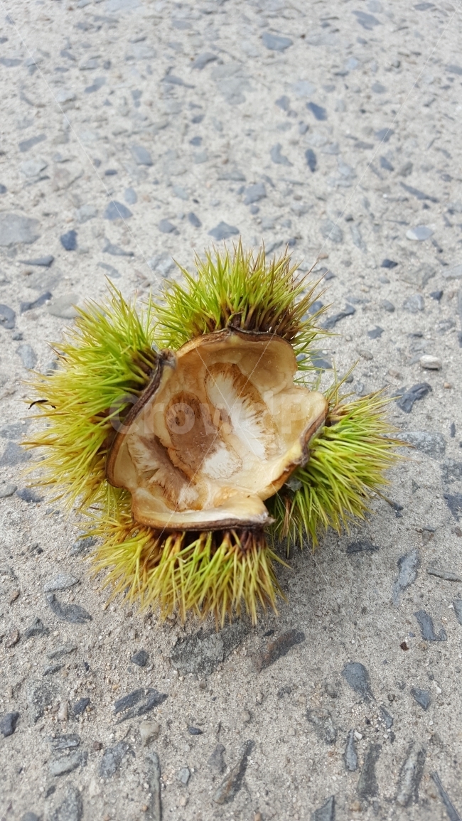 밤껍질,없네,빈껍질,가시,비어있는,텅빈,드러내기,내보임,빈속,가을,계절,fall,autumn,season,plant,식물