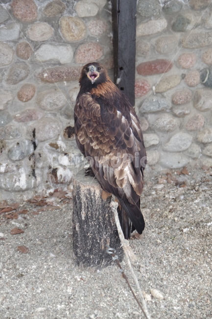새,독수리,동물원,알마티,카자흐스탄,맹금류,eagle,birds,zoo,almaty,kazakhstan