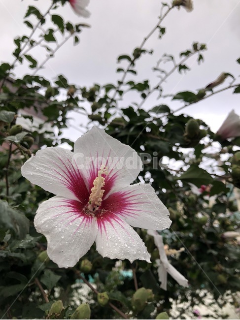 꽃,식물,자연,노랑,초록,flower,hana,plants,shokubutsu,nature,yellow,kiiro,green,midori,무궁화,mugunghwa,흰색,빨강,white,shiro,red,aka,비,물,rain,ame,water,mizu,분홍,pink,pinku,식물,자연,plants,nature,꽃,flower
