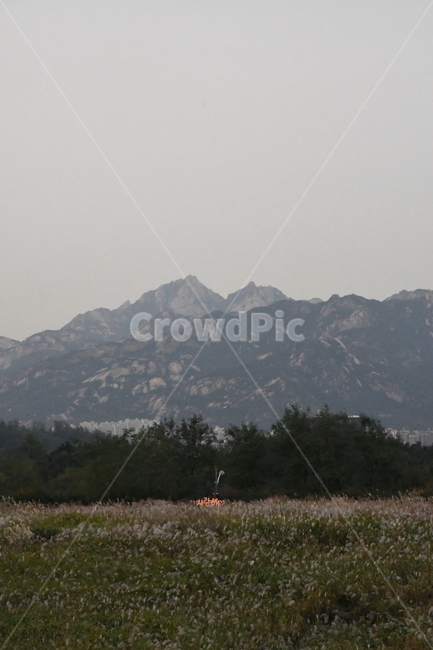 자연,산,나무,tree,flowers,풍경,하늘공원,옥외,mountain,들,grassland