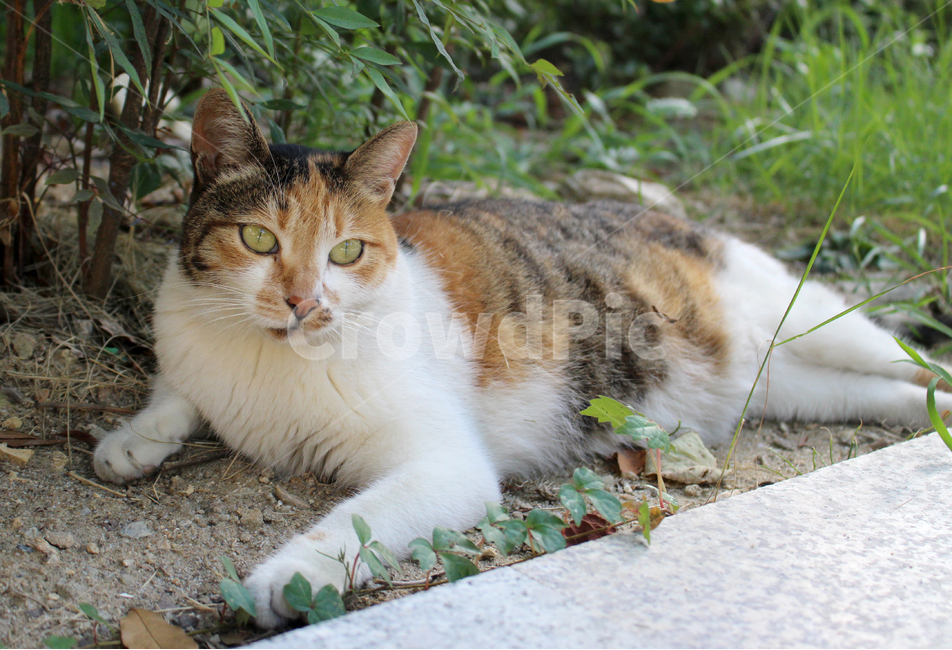 고양이,길고양이,클로즈업,귀여운,공원,배경,날카로운,예쁜,자연스러운,동물,동물,animal,포유류,mammal,고양이,cat,kitten,kitty