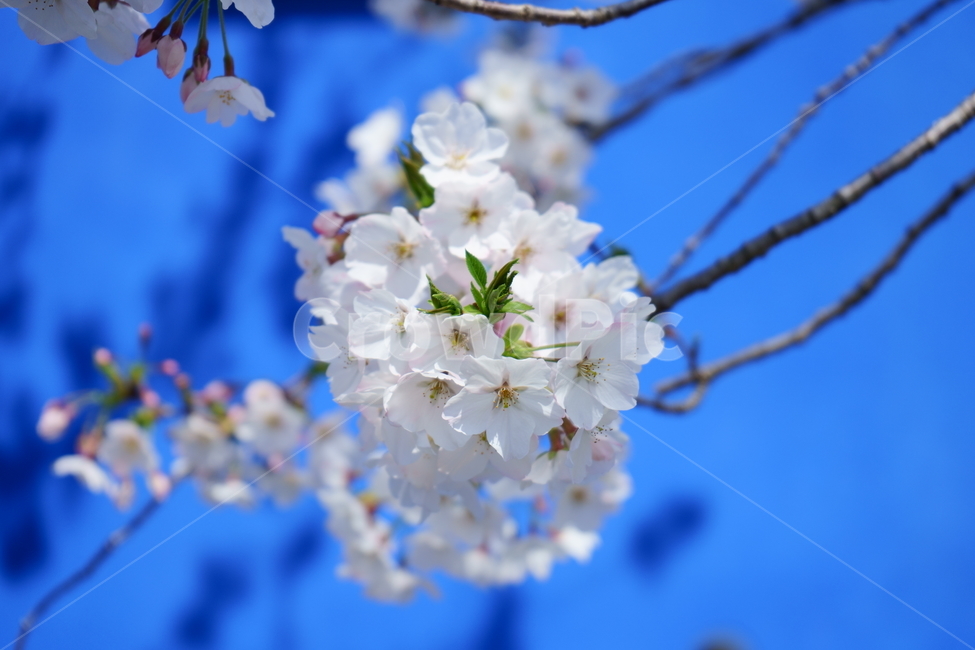 plant,식물,벚꽃,꽃,봄,파랑