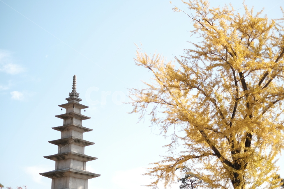 부산,금정산,절,사찰,범어사,칠층석탑,석탑,가을,풍경,경치,단풍,은행나무