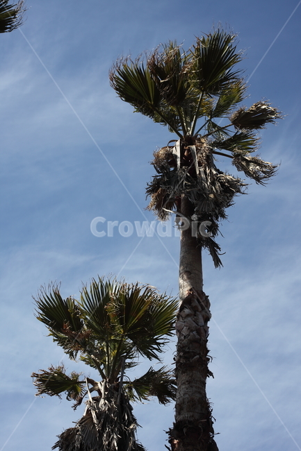 와싱톤야자나무,야자나무,식물,palm,plant,식물,자연,plants,nature,나무,trees,wood