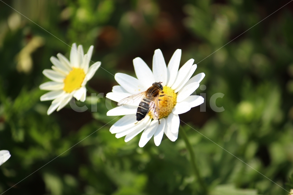 벌,꽃,식물,자연,접사,수정,꿀벌,꽃밭,근접촬영,꽃잎,식물,자연,plants,nature,꽃,flower,동물,animal,곤충,벌레,insect,bug