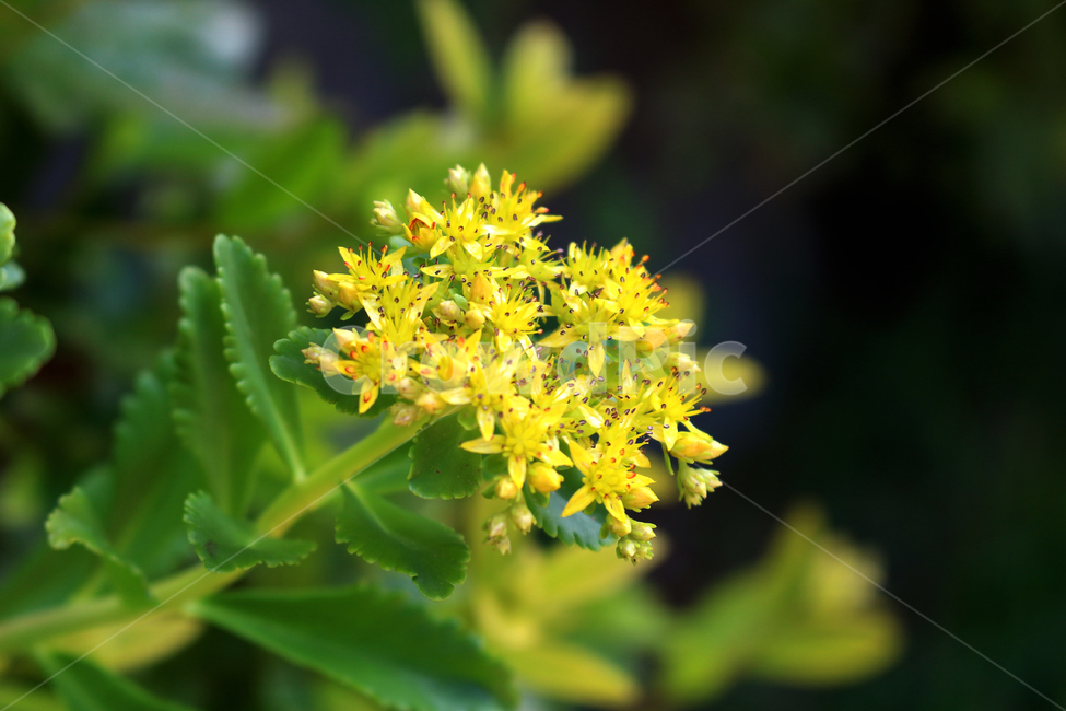 plant,leaf,flower,나뭇잎,식물,꽃
