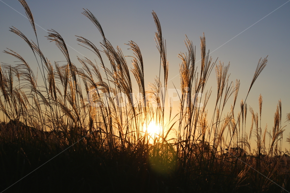 억새,억새풀,식물,자연,가을,벼과,태양,노을,석양,가을,계절,fall,autumn,season,grass,잔디,plant
