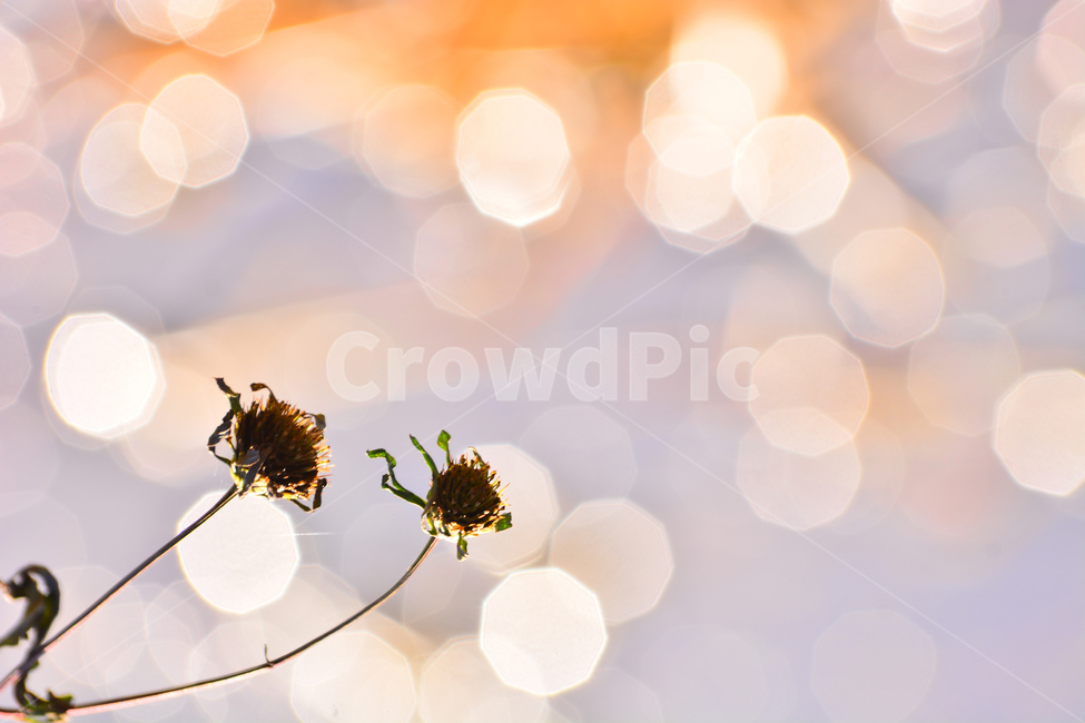 들풀,들꽃,보케,빛망울,가을배경,야생화,plant,bokeh,배경,바탕,백그라운드,background,가을느낌,autumn,시냇가,빛,light,플레어,flare,petal,꽃잎,식물,blossom,flower,자연,nature,꽃,분위기,feeling,sensible,emotional,가을,계절,fall,autumn,season