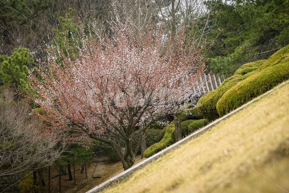 봄,매화나무,매화,꽃잎,만개,봄풍경,봄,계절,spring,season,식물,자연,plants,nature,plant