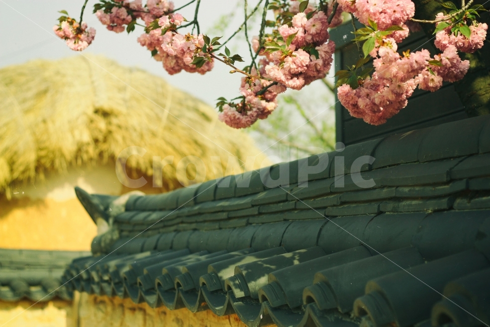 꽃,벚꽃,안동,한옥,기와,감성사진,초가집,따뜻함,따듯함,시골,봄,계절,spring,season,한국전통,한국문화,korean traditional,korean culture,식물,자연,plants,nature,꽃,flower,plant