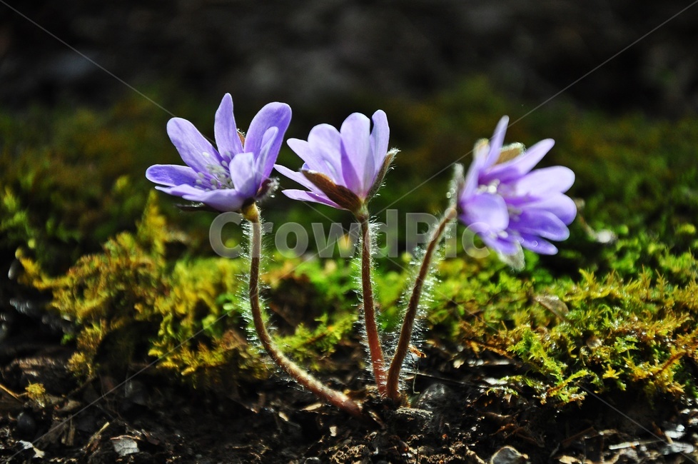 plant,식물,flower,blossom,꽃,청노루귀,솜털,봄,봄꽃,계절,식물,자연,plants,nature,꽃,flower