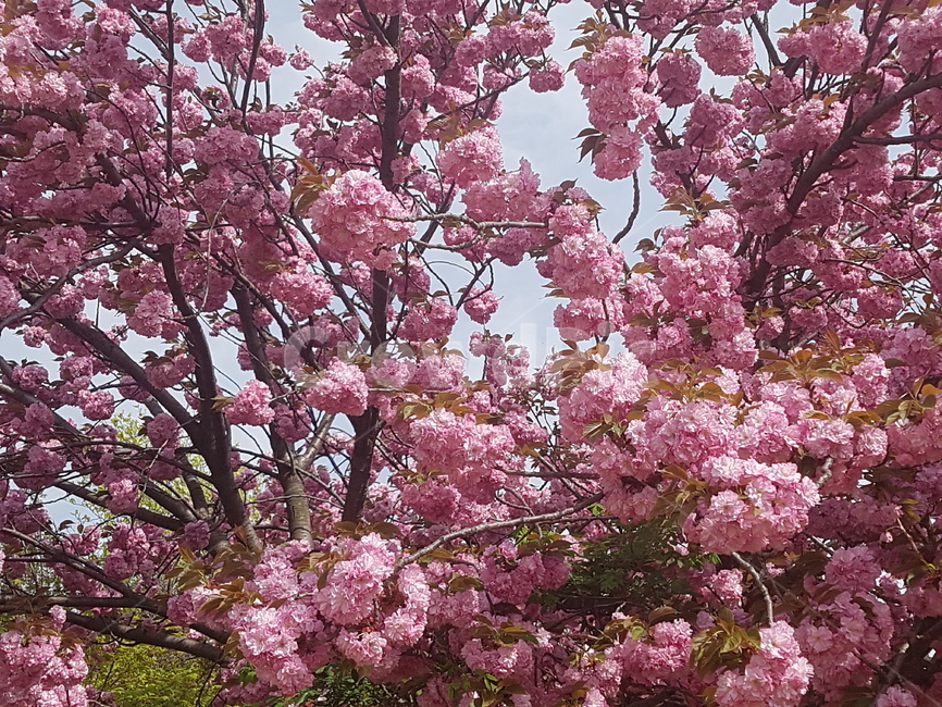 봄,겹벗꽃,핑크색,plant,식물,blossom,flower,꽃나무