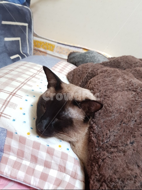 고양이,샴,cat,반려묘,반려,샤미즈,동물,animal,포유류,mammal,고양이,cat,kitten,kitty