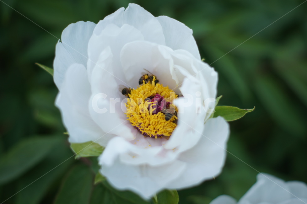 작약,꽃,flower,식물,자연,식물,자연,plants,nature,꽃,flower