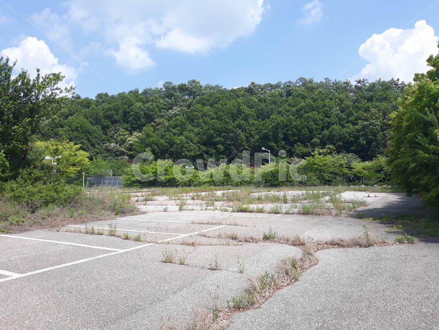 옥외,road,도로,nature,자연,outdoors,하늘,sky,숲,forest,tree,잡초,weed,낡은,old