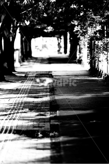 흑백,대비,그림자,길,나무,흑백,모노톤,monochrome,black and white