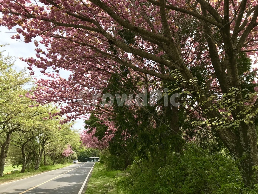 겹벚꽃,제주,꽃,벚꽃,꽃구경