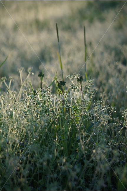 아침,햇빛,따사로움,식물,나무,풀,봄,식물,자연,plants,nature,감성,sensible,feeling