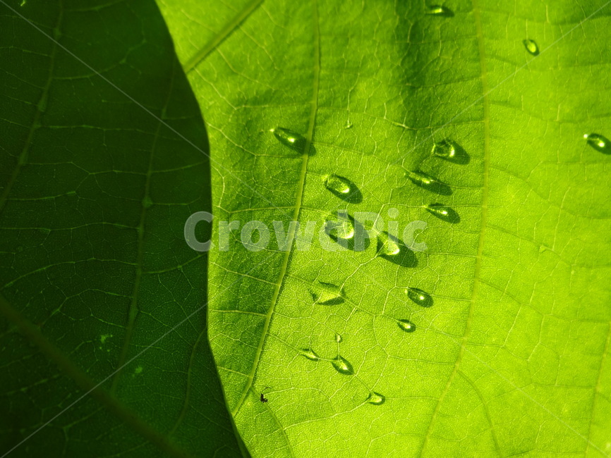 자연,식물,잎,leaf,plant,식물,자연,plants,nature