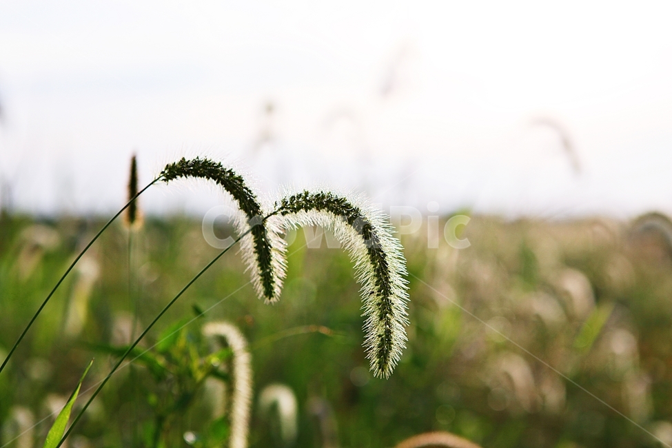 강아지풀,풀,잡초,식물,자연,여름,계절,식물,자연,plants,nature
