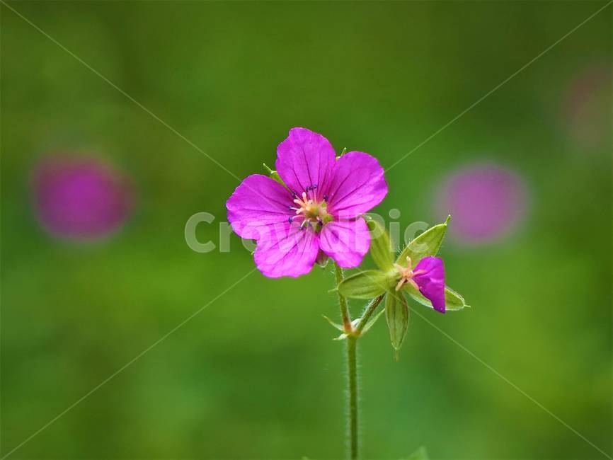plant,식물,geranium,제라늄,blossom,flower,꽃