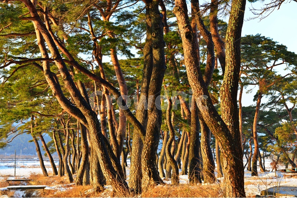 보성,웅치소나무설경,웅치소나무,솔밭,설경,겨울,계절,자연,경치,경관,풍경,plant,식물,treetrunk,나무줄기,tree,나무
