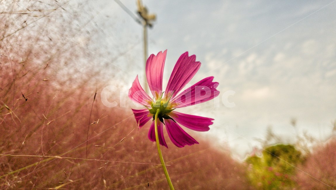 plant,꽃잎,flower,식물,blossom,꽃,petal,코스모스,가을