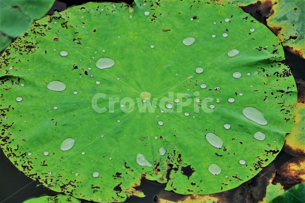 잎,식물,연잎,물방울,leaf,식물,자연,plants,nature