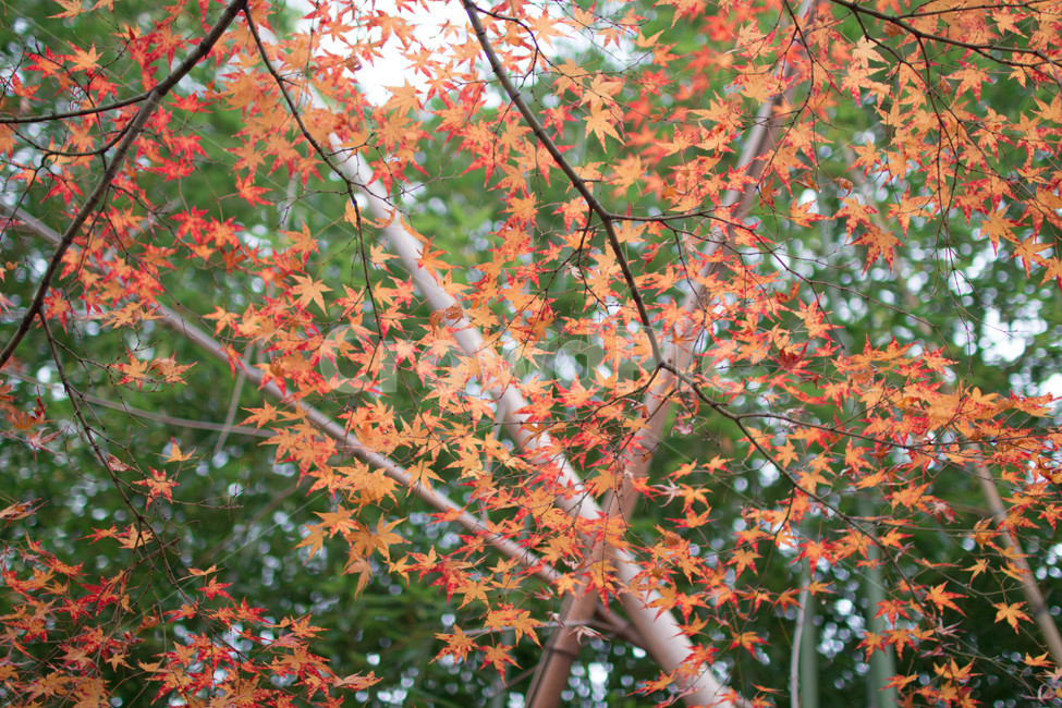 가을,낙엽,단풍,대나무,조화,가을,계절,fall,autumn,season,plant,식물,leaf,잎,tree,나무,maple