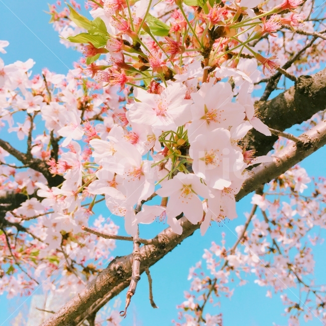 꽃,벚꽃,서울숲,봄,자연,아이폰6S,봄,계절,spring,season,식물,자연,plants,nature,꽃,flower,감성,sensible,feeling,plant,blossom
